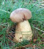 Hřib žlučník<br>Tylopilus felleus<br>Místo: Nová Bystřice<br>Datum pořízení: 20.8.2011