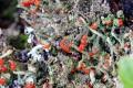 Dutohlávka flörkeho<br>Cladonia floerkeana<br>Místo: Kvilda<br>Datum pořízení:<br>19.6.2010