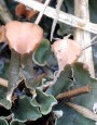 Hávnatka ryšavá<br>Peltigera rufescens<br>Místo: Kladrubská hora (PR)<br>Datum pořízení:<br>16.3.2011