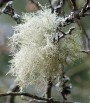 Provazovka srstnatá<br>Usnea hirta<br>Místo: Stříbrná Huť<br>Datum pořízení:<br>26.3.2011