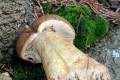 Hřib žlučník<br>Tylopilus felleus<br>Místo: Nová Bystřice<br>Datum pořízení: 20.8.2011