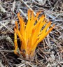Krásnorůžek lepkavý<br>Calocera viscosa<br>Místo: Jesení<br>Datum pořízení: 7.8.2011