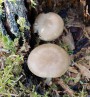 Štítovka nízká<br>Pluteus nanus<br>Místo: Kladrubská hora<br>Datum pořízení: 28.8.2011