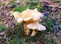 Liška obecná<br>Cantharellus cibarius<br>Místo: Nová Bystřice<br>Datum pořízení: 20.8.2011