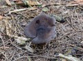 Ryzec datlí<br>Lactarius picinus<br>Místo: Stříbrné Hutě<br>Datum pořízení: 20.9.2014