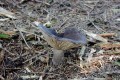 Ryzec datlí<br>Lactarius picinus<br>Místo: Stříbrné Hutě<br>Datum pořízení: 20.9.2014